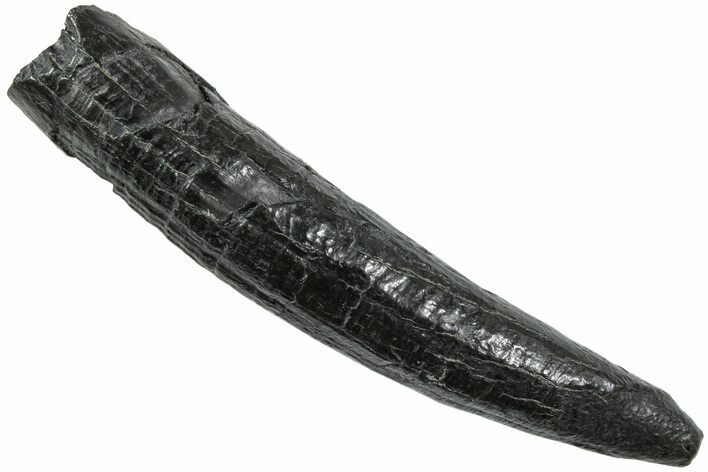 Fossil Pygmy Sperm Whale (Kogiopsis) Tooth - South Carolina #231849
